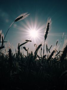 Preview wallpaper wheat, field, sun, plants