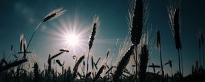 Preview wallpaper wheat, field, sun, plants