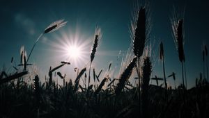 Preview wallpaper wheat, field, sun, plants