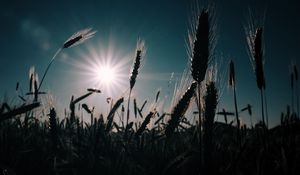 Preview wallpaper wheat, field, sun, plants