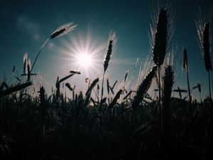 Preview wallpaper wheat, field, sun, plants