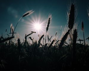 Preview wallpaper wheat, field, sun, plants