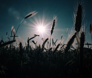 Preview wallpaper wheat, field, sun, plants