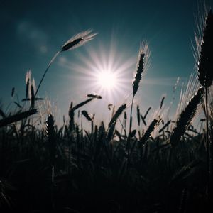 Preview wallpaper wheat, field, sun, plants