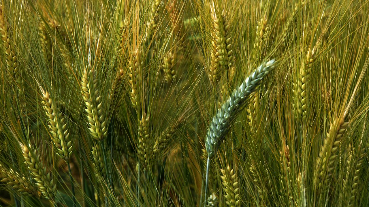 Wallpaper wheat, macro, ears, field