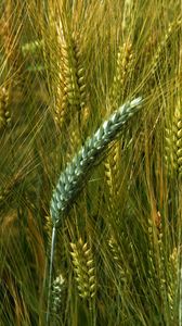 Preview wallpaper wheat, macro, ears, field
