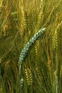 Preview wallpaper wheat, macro, ears, field