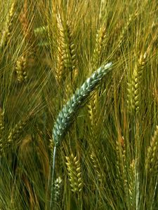 Preview wallpaper wheat, macro, ears, field