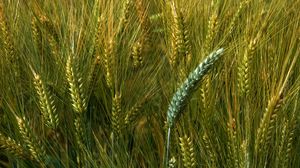 Preview wallpaper wheat, macro, ears, field