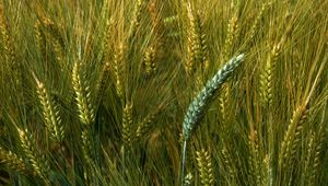 Preview wallpaper wheat, macro, ears, field