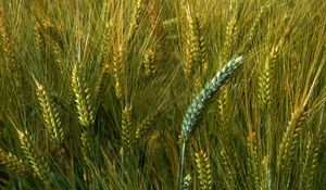 Preview wallpaper wheat, macro, ears, field