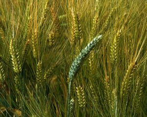 Preview wallpaper wheat, macro, ears, field