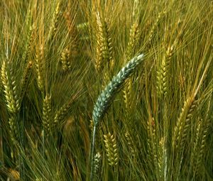 Preview wallpaper wheat, macro, ears, field