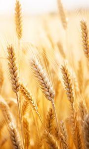 Preview wallpaper wheat, plants, ears, blur