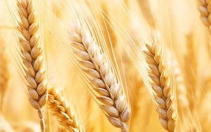 Preview wallpaper wheat, plants, ears, blur
