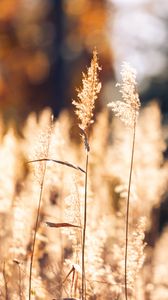 Preview wallpaper wheat, plants, field, bluer, nature