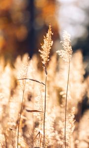Preview wallpaper wheat, plants, field, bluer, nature