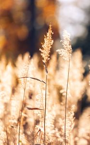 Preview wallpaper wheat, plants, field, bluer, nature