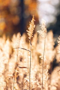 Preview wallpaper wheat, plants, field, bluer, nature