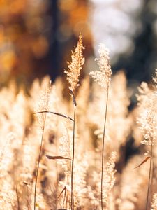 Preview wallpaper wheat, plants, field, bluer, nature