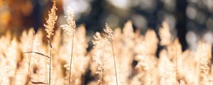 Preview wallpaper wheat, plants, field, bluer, nature