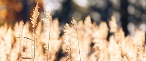 Preview wallpaper wheat, plants, field, bluer, nature