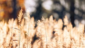 Preview wallpaper wheat, plants, field, bluer, nature