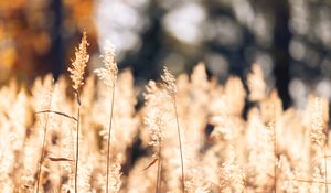 Preview wallpaper wheat, plants, field, bluer, nature