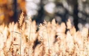 Preview wallpaper wheat, plants, field, bluer, nature
