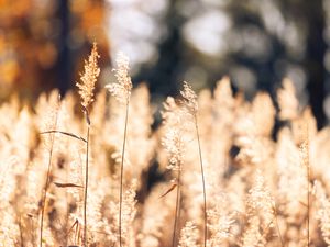 Preview wallpaper wheat, plants, field, bluer, nature