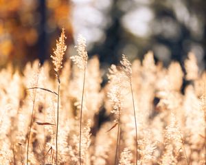 Preview wallpaper wheat, plants, field, bluer, nature