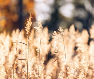 Preview wallpaper wheat, plants, field, bluer, nature