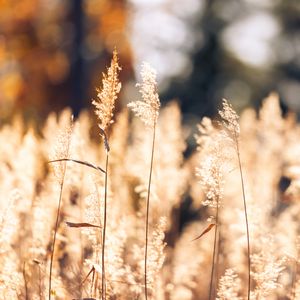 Preview wallpaper wheat, plants, field, bluer, nature