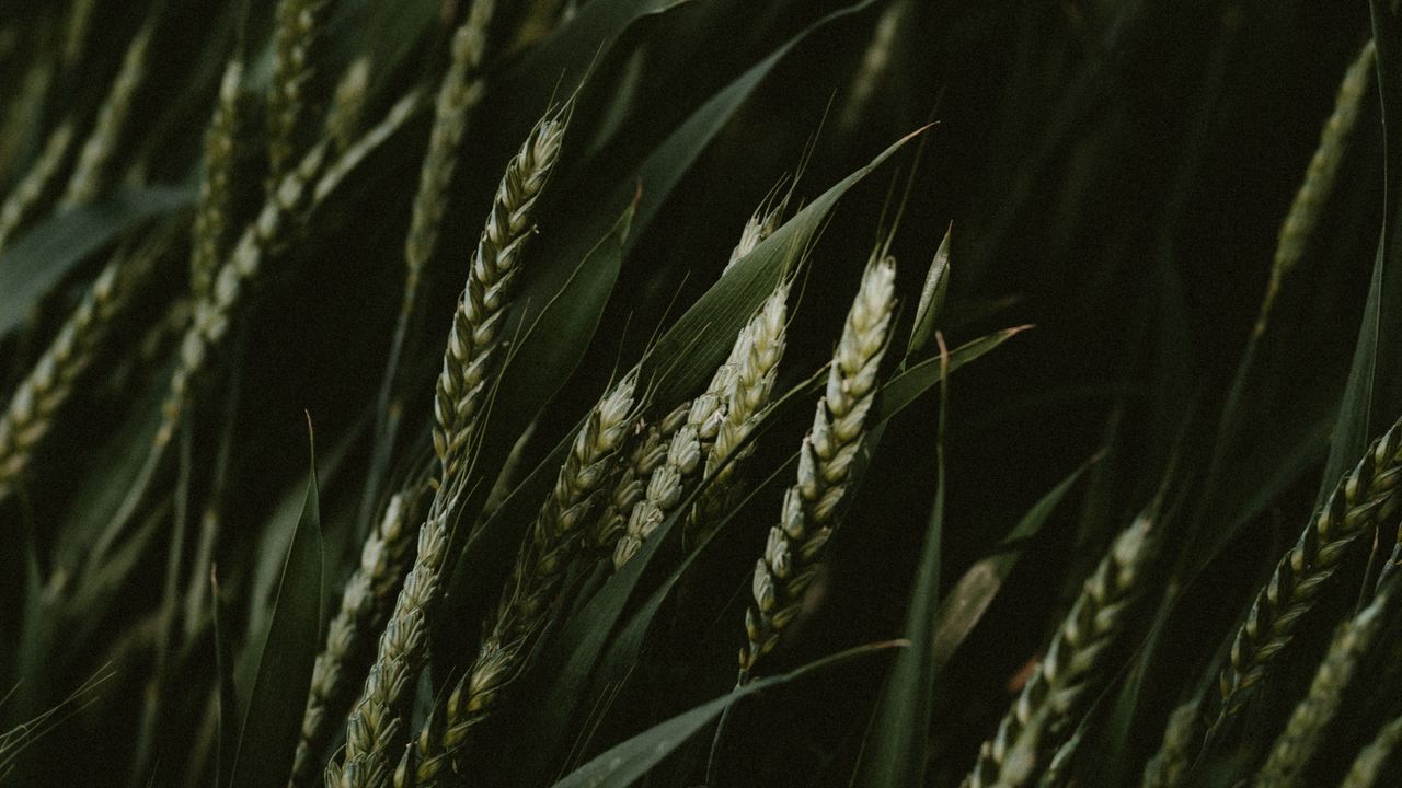 Wallpaper wheat, spikelets, cereals, green, dark, plants