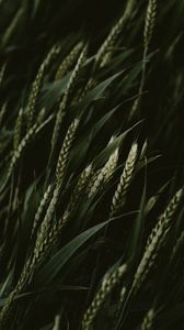 Preview wallpaper wheat, spikelets, cereals, green, dark, plants