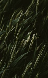 Preview wallpaper wheat, spikelets, cereals, green, dark, plants