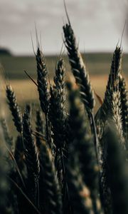 Preview wallpaper wheat, spikelets, field, plants, cereals