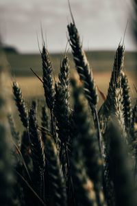 Preview wallpaper wheat, spikelets, field, plants, cereals