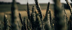 Preview wallpaper wheat, spikelets, field, plants, cereals