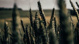 Preview wallpaper wheat, spikelets, field, plants, cereals