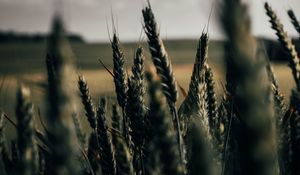 Preview wallpaper wheat, spikelets, field, plants, cereals