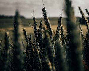 Preview wallpaper wheat, spikelets, field, plants, cereals