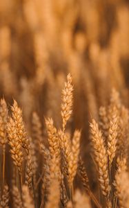 Preview wallpaper wheat, spikelets, field, cereals, plant