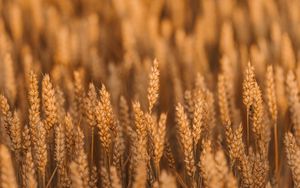 Preview wallpaper wheat, spikelets, field, cereals, plant