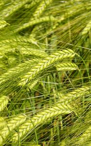 Preview wallpaper wheat, spikelets, macro, green, field