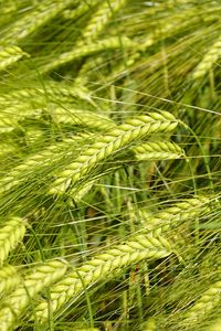 Preview wallpaper wheat, spikelets, macro, green, field