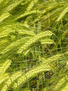 Preview wallpaper wheat, spikelets, macro, green, field