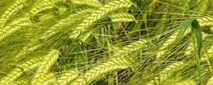 Preview wallpaper wheat, spikelets, macro, green, field