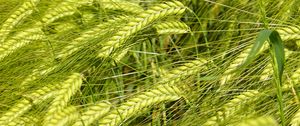 Preview wallpaper wheat, spikelets, macro, green, field