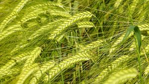 Preview wallpaper wheat, spikelets, macro, green, field